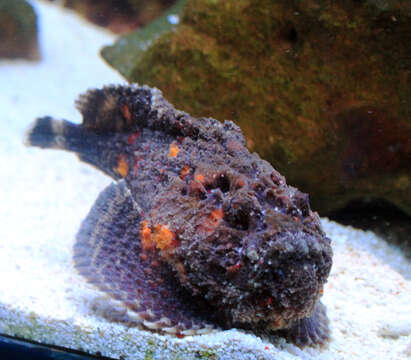 Image of Reef stonefish