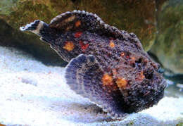 Image of Reef stonefish