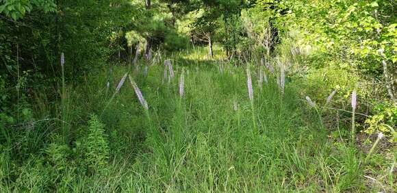 Image of <i>Liatris <i>pycnostachya</i></i> var. pycnostachya