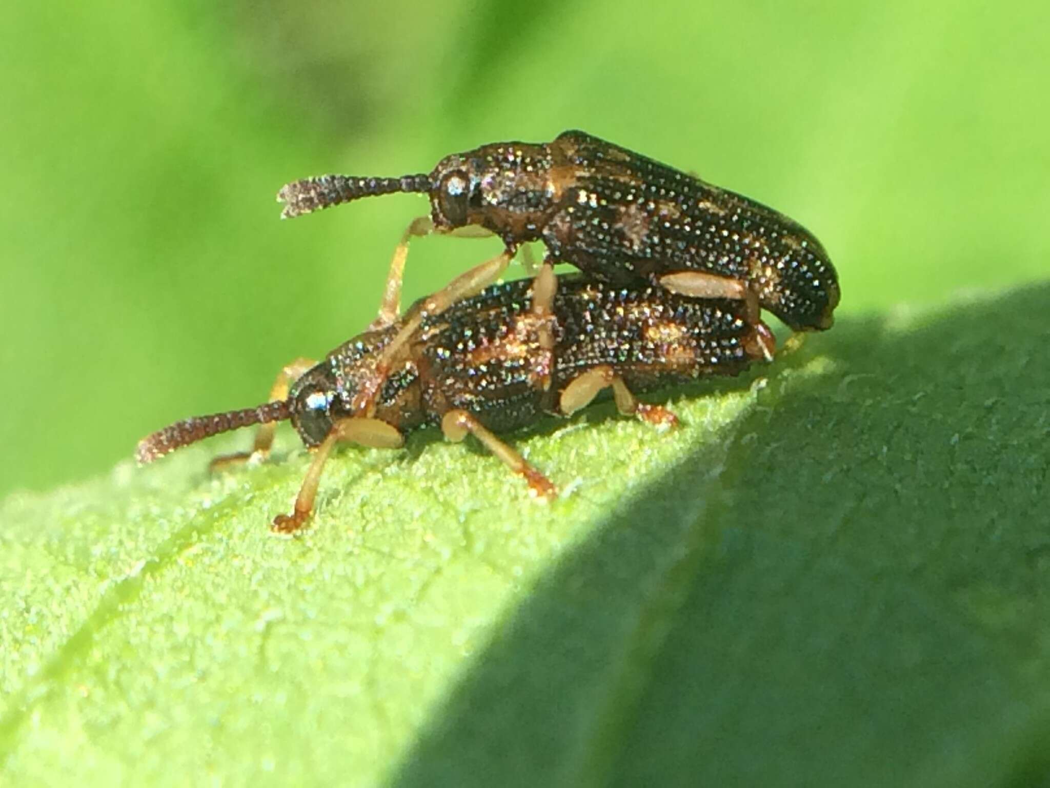 Image of Sumitrosis inaequalis (Weber 1801)