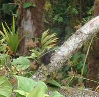 Image of Amazon Dwarf Squirrel