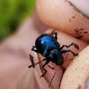 Image of Sweetpotato Leaf Beetle