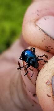 Image of Sweetpotato Leaf Beetle