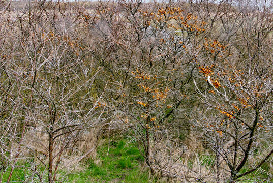 Imagem de Hippophae rhamnoides L.