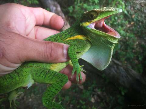 Image of Smallwood's Anole