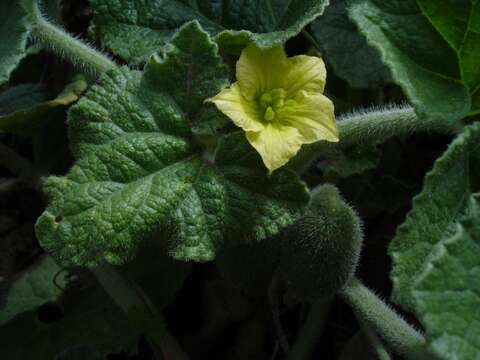 Image of squirting cucumber