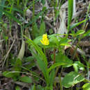 Image of Cephalanthera falcata (Thunb.) Blume