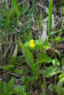 Слика од Cephalanthera falcata (Thunb.) Blume