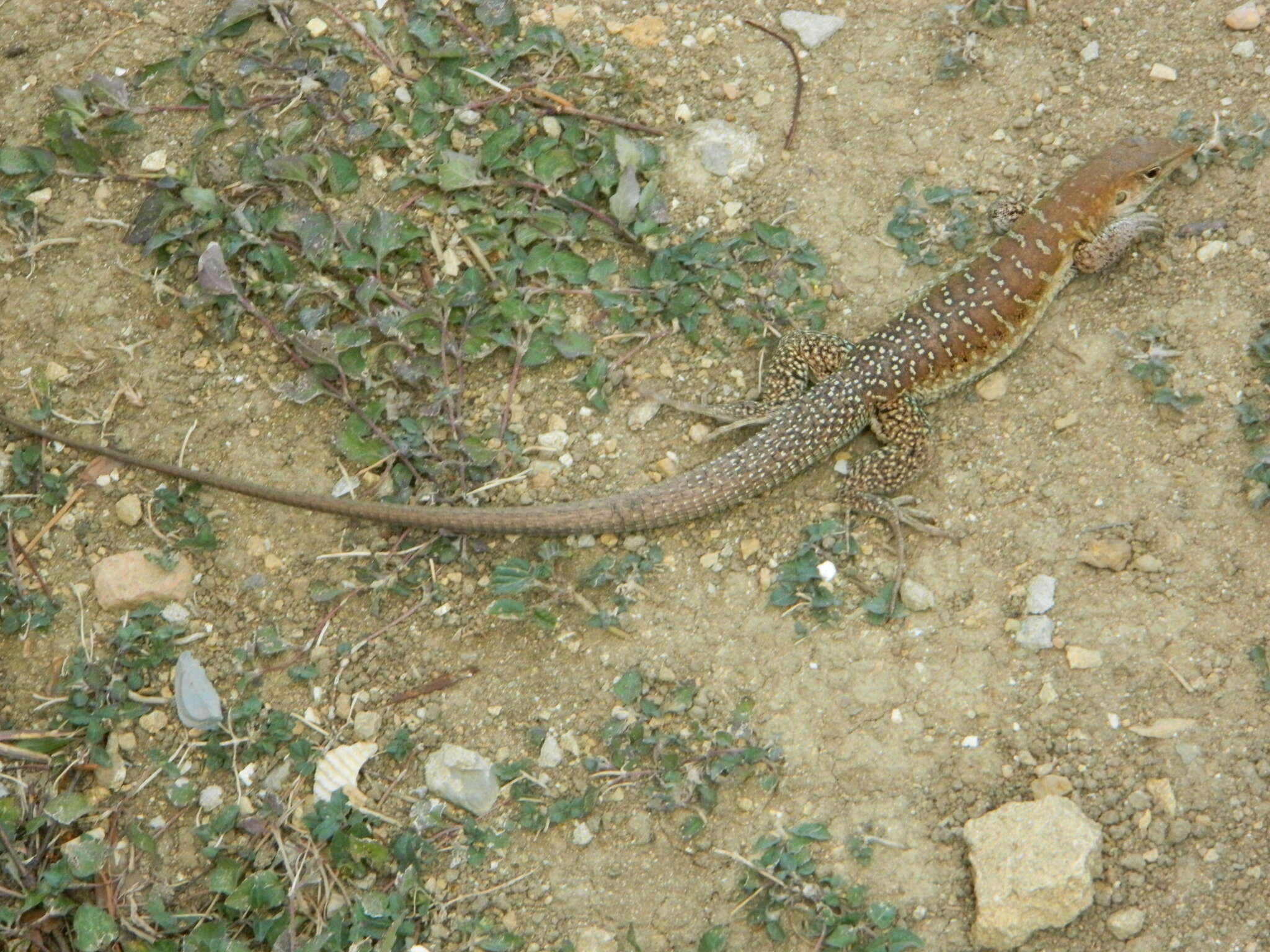 Image of Pholidoscelis griswoldi (Barbour 1916)