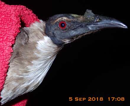 Image of Noisy Friarbird