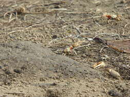 Image of Mexican Fiddler Crab