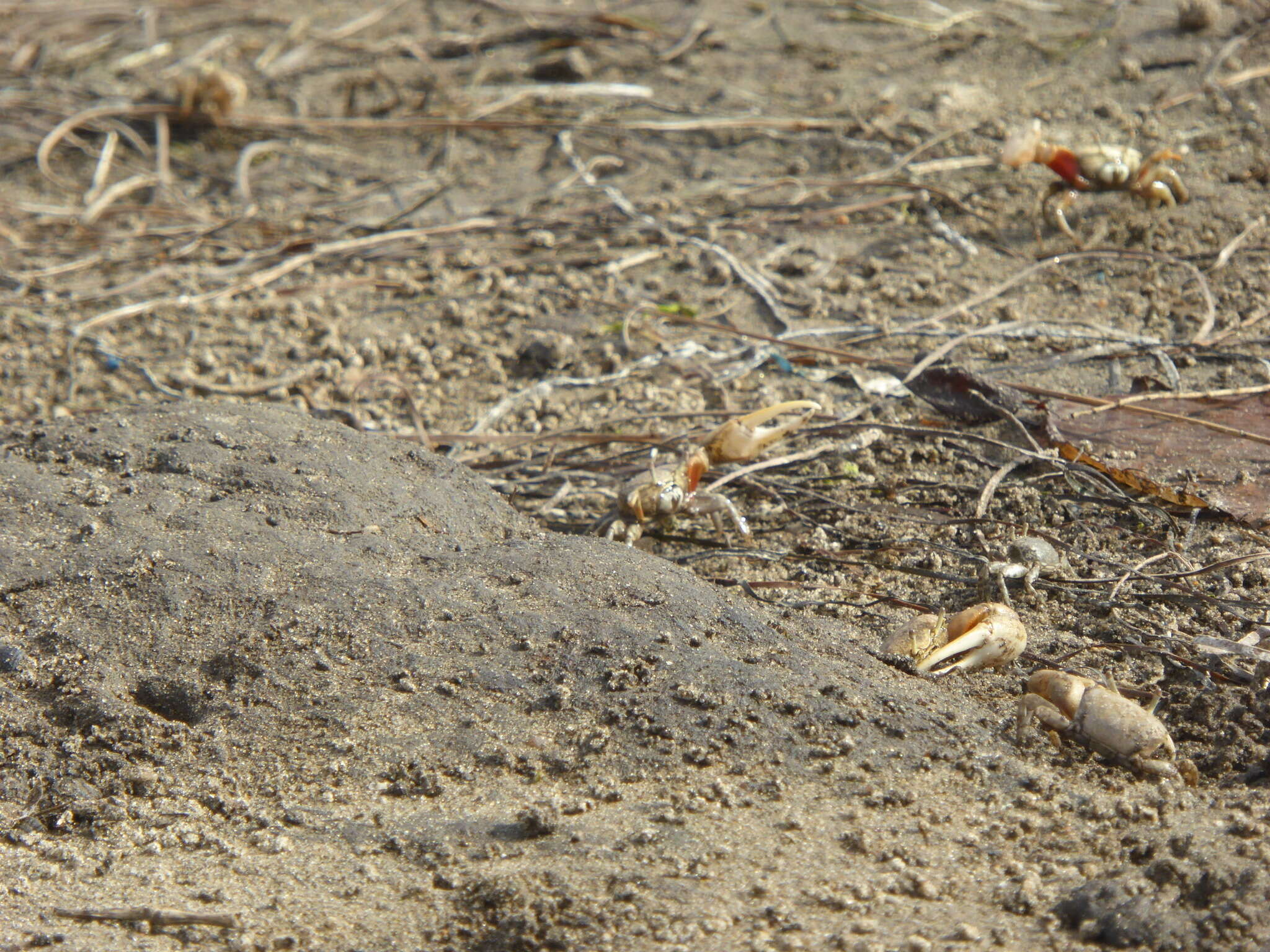 Image of Mexican Fiddler Crab