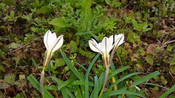 Image of Ipheion