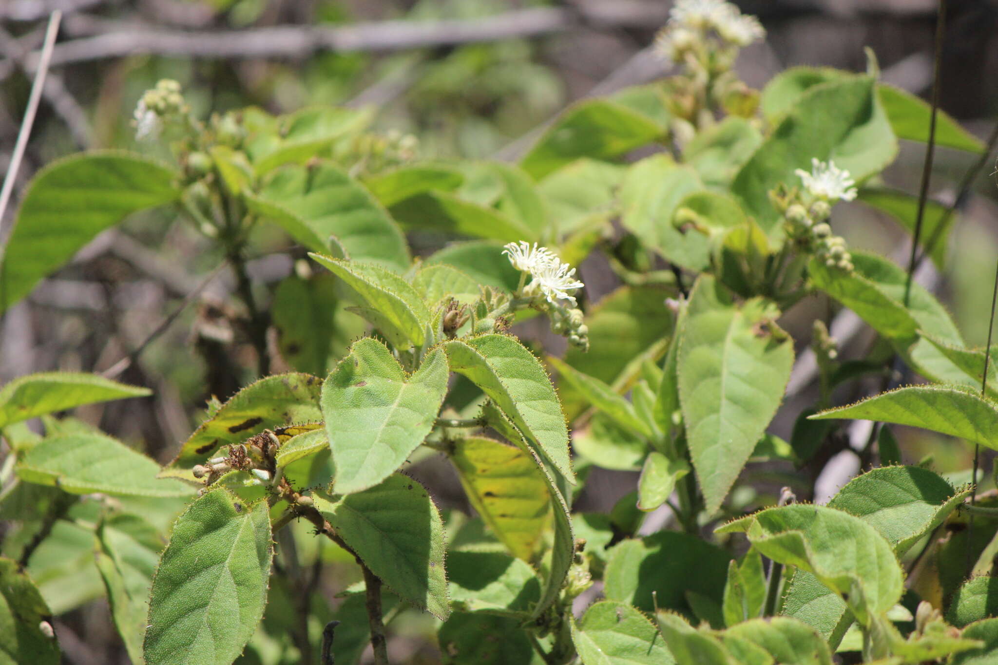 Image of Mexican croton