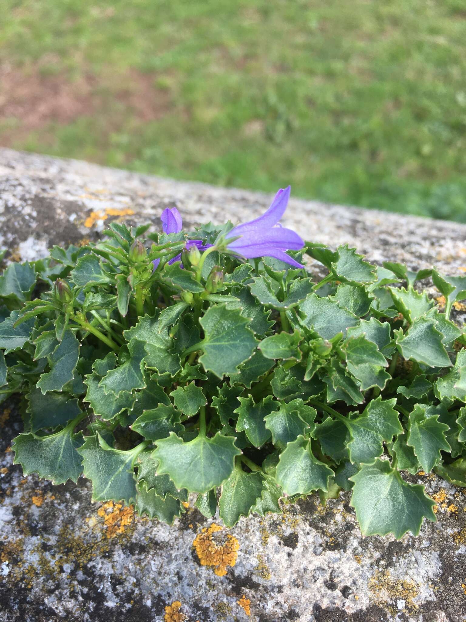 Image of Peach-leaf Bellflower