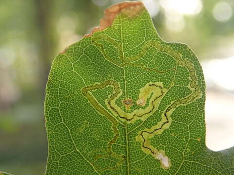 صورة Stigmella aceris (Frey 1857) Gerasimov 1952