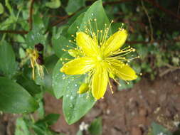 Image of Hypericum grandifolium Choisy