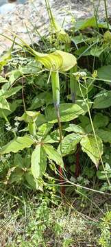 Image of Jacquemont's Cobra-Lily