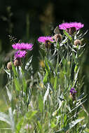 Image of singleflower knapweed