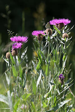 Centaurea uniflora Turra resmi