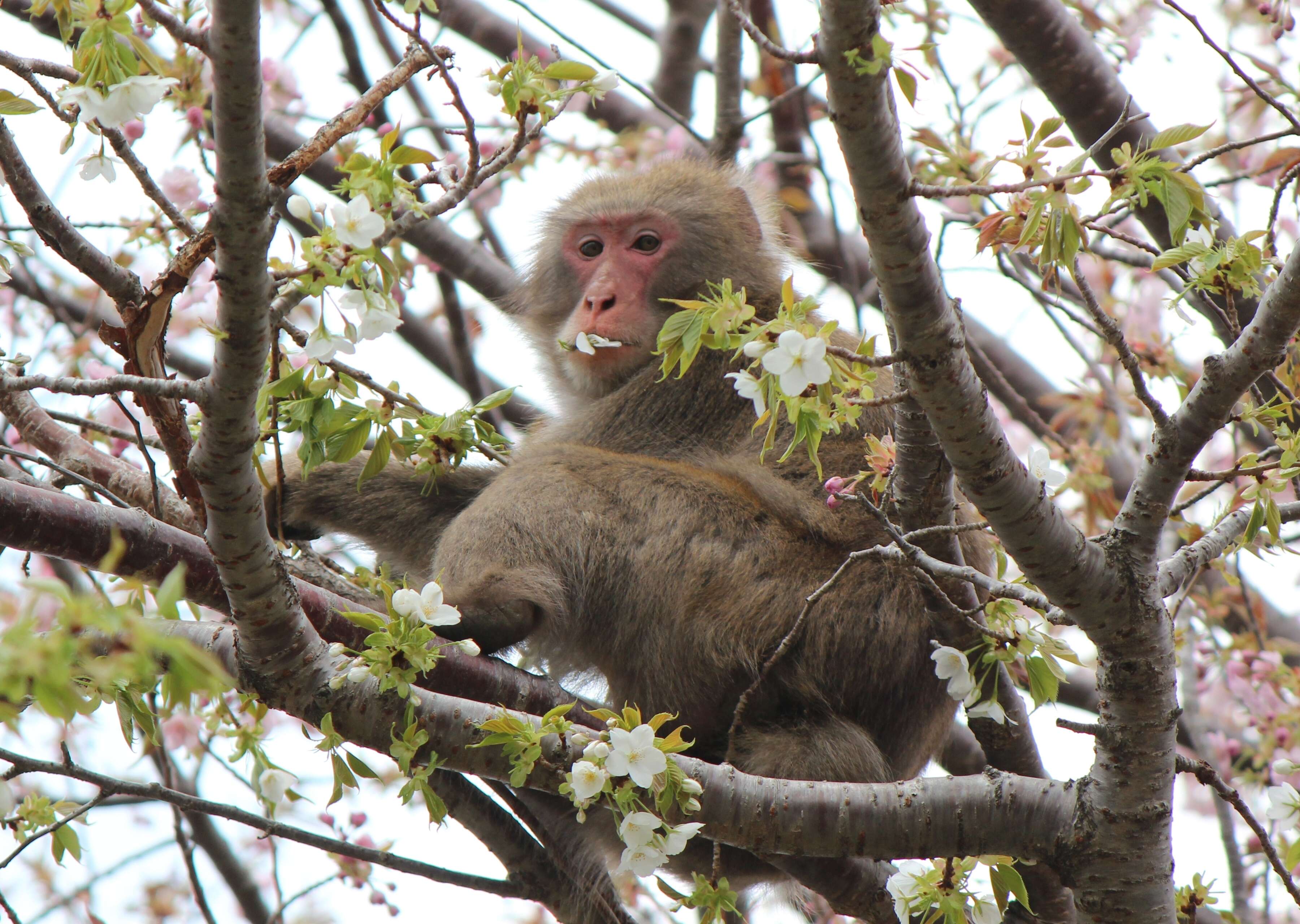 Image of Japanese Macaque