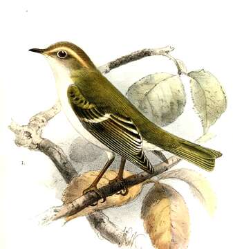 Image of Phylloscopidae