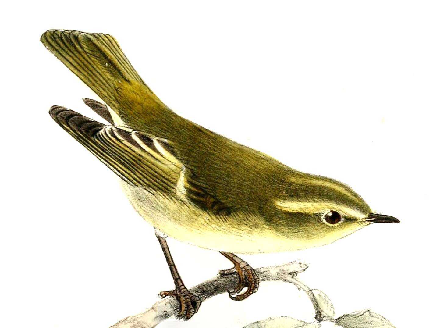 Image of Phylloscopidae