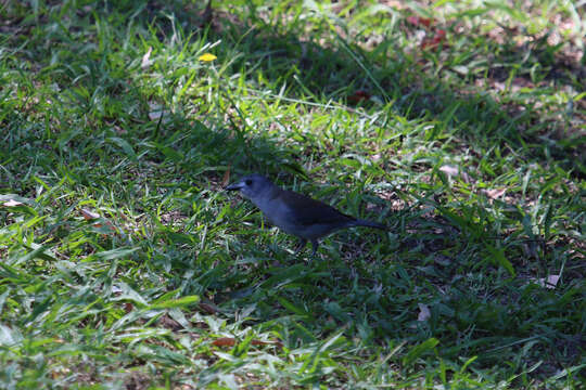 Image of Grey Shrike-thrush