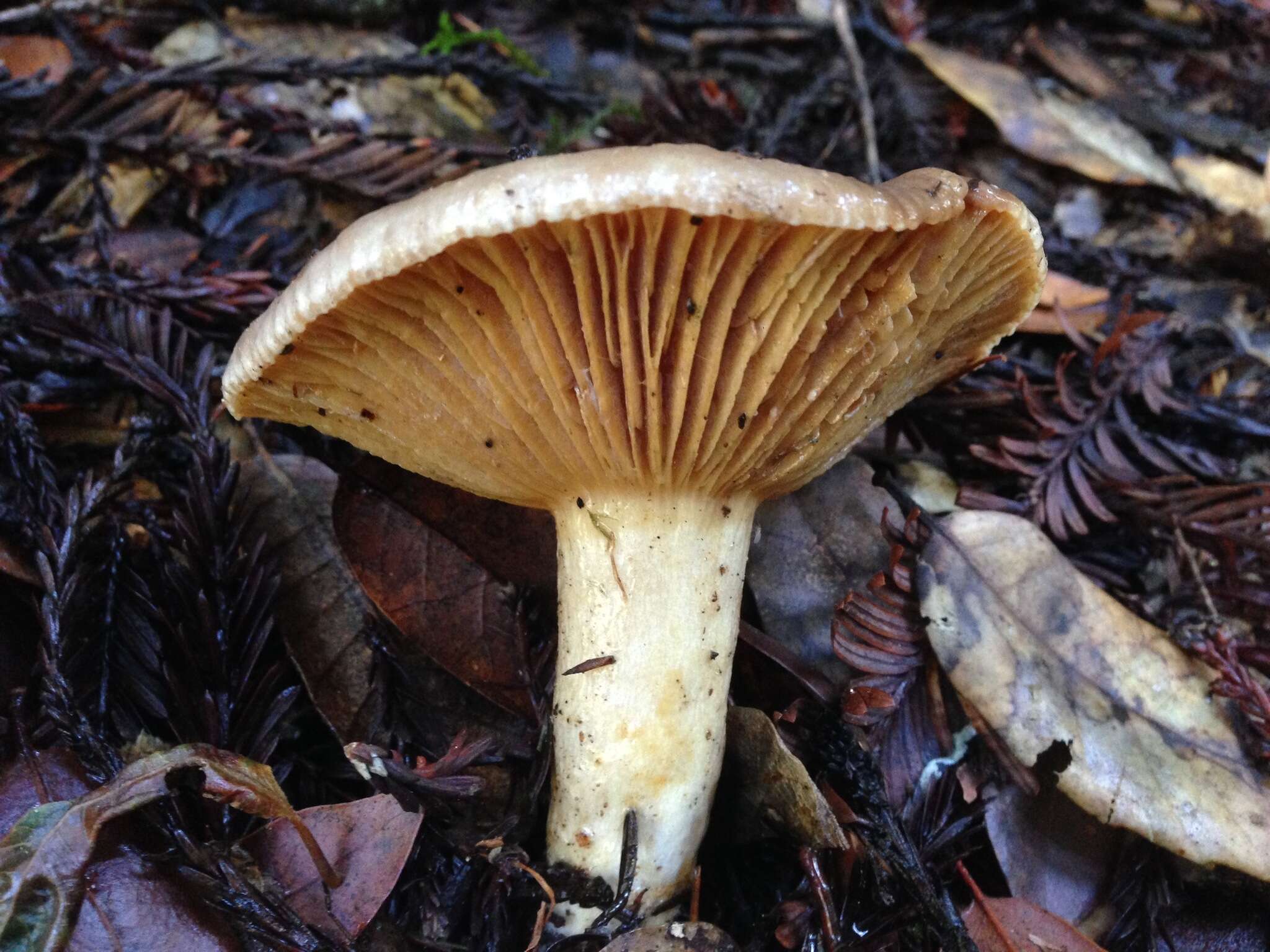 Слика од Lactarius californiensis Hesler & A. H. Sm. 1979