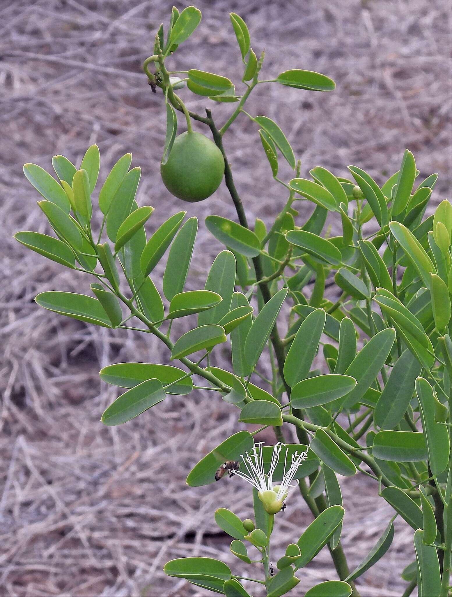 Image of Anisocapparis speciosa (Griseb.) Cornejo & Iltis