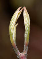 Image of Red-Barked Dogwood