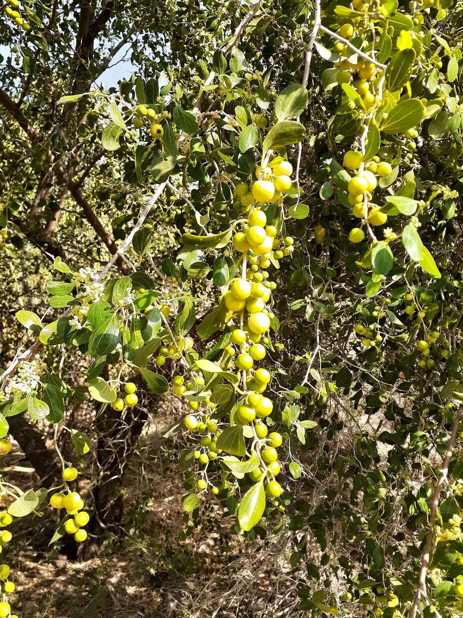 Plancia ëd Ziziphus spina-christi (L.) Desf.