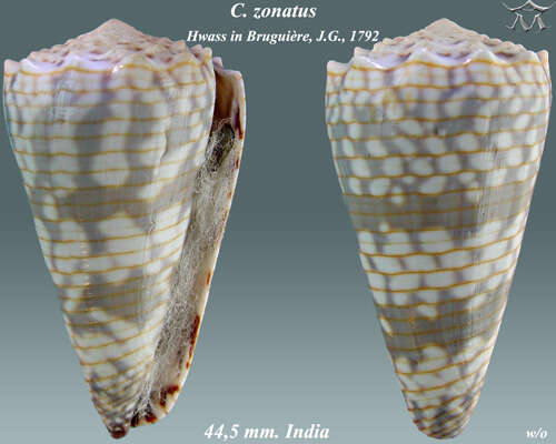 Image de Conus zonatus Hwass ex Bruguière 1792