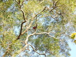 Image of Maroon Oriole