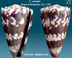 Image de Conus zonatus Hwass ex Bruguière 1792