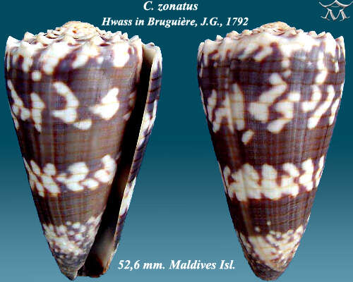 Image de Conus zonatus Hwass ex Bruguière 1792