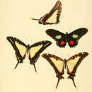 Protographium dioxippus (Hewitson (1856))的圖片