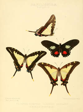 Image of Protographium dioxippus (Hewitson (1856))