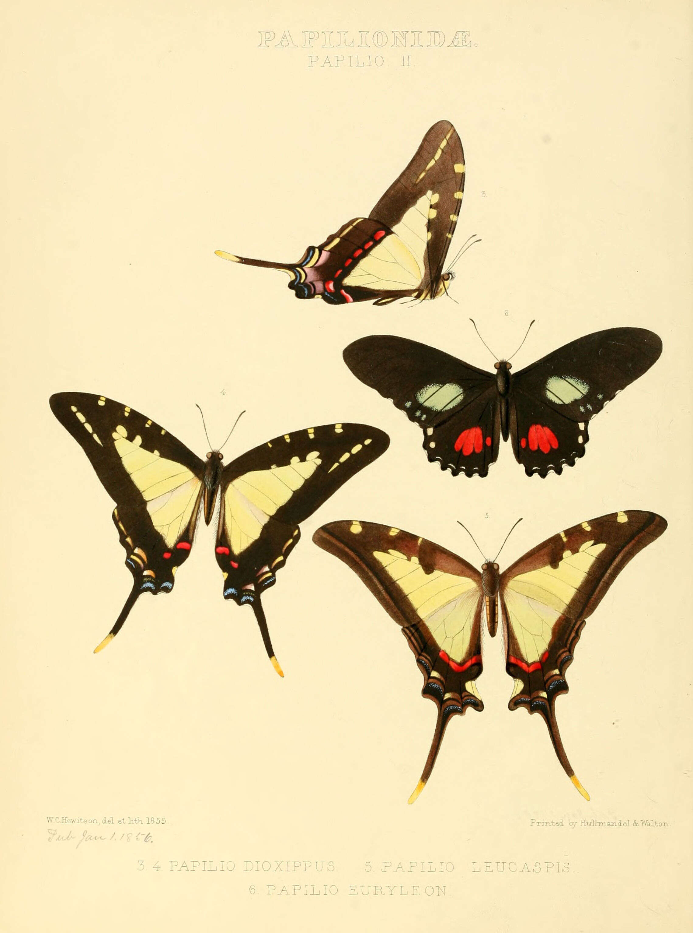 Image of Protographium dioxippus (Hewitson (1856))