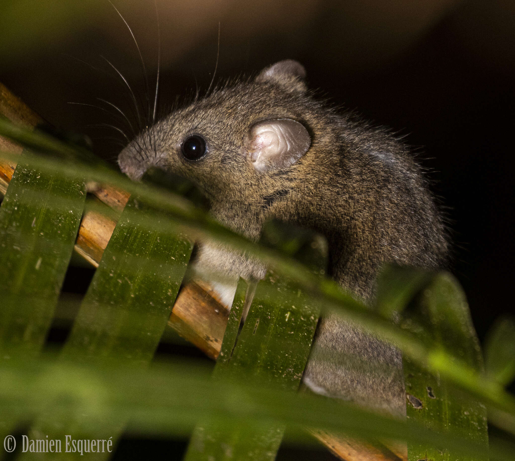 Plancia ëd Melomys Thomas 1922