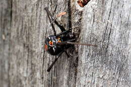 Image of Redback spider