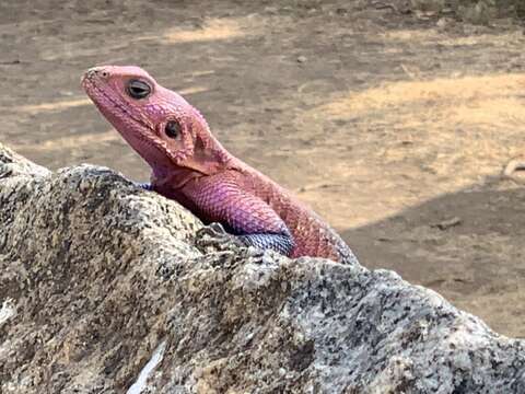 Image of Mwanza Flat-headed Rock Agama