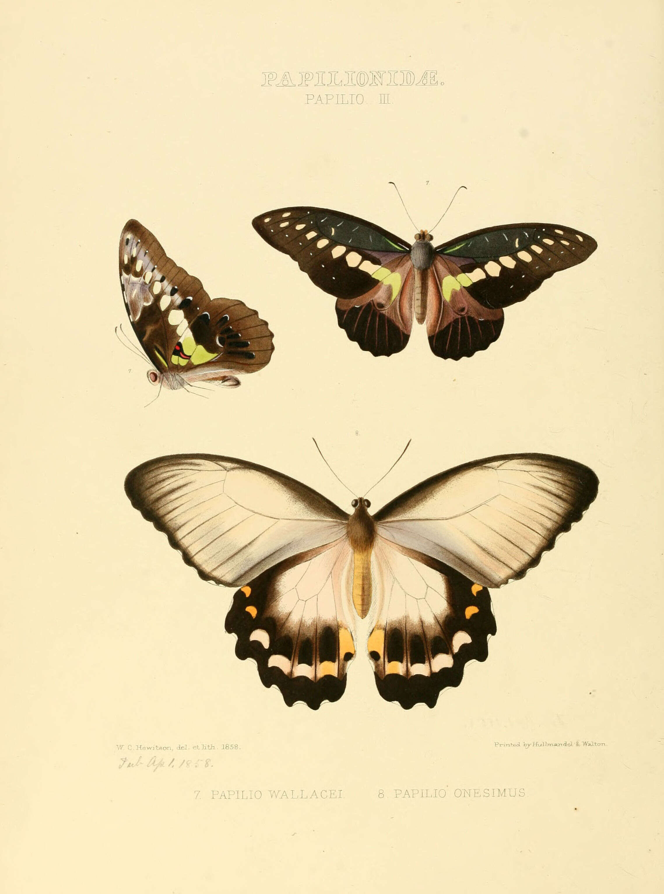 Image of Graphium wallacei (Hewitson 1858)