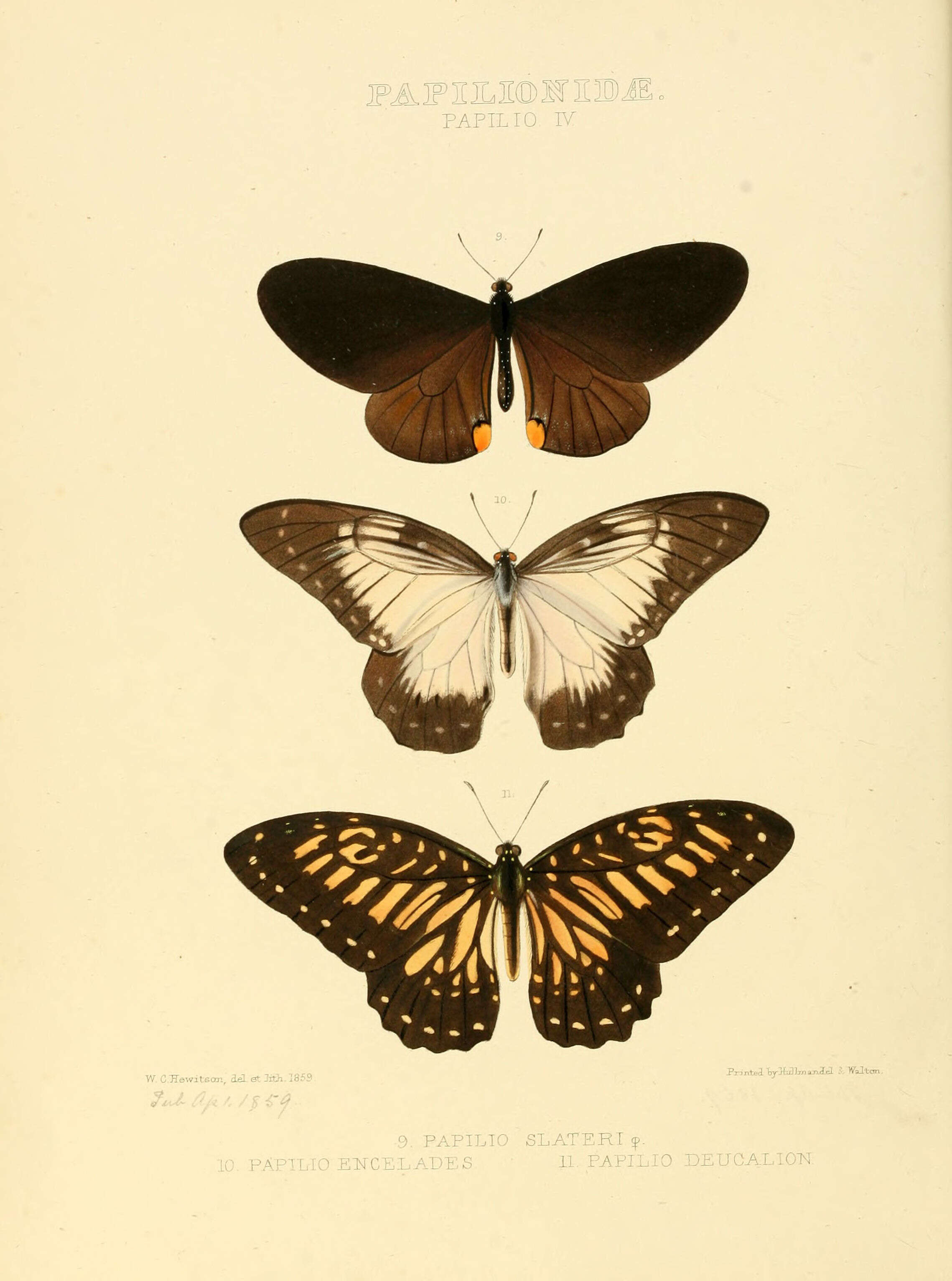 Graphium deucalion (Boisduval 1836) resmi