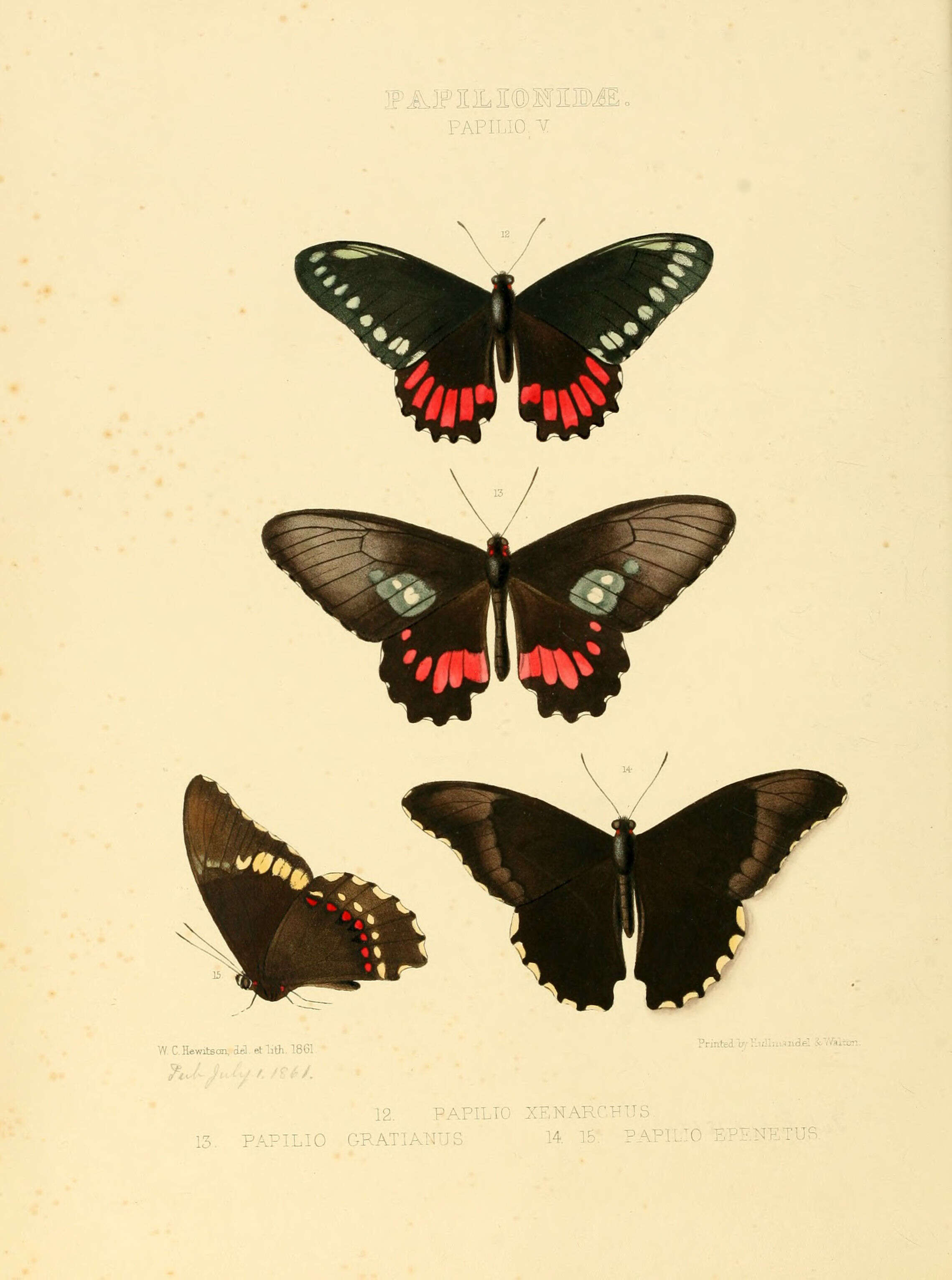 Image of Mimoides phaon (Boisduval 1836)