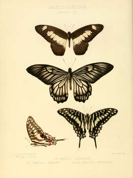 Image of Graphium ucalegon (Hewitson 1865)