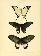 Image of Atrophaneura zaleucus (Hewitson 1865)