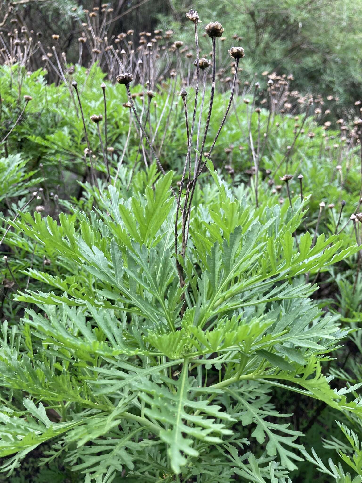 Image of Argyranthemum callichrysum subsp. gomerensis (Humphries) O. W. White