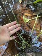 Image of Brazilian Water Grass