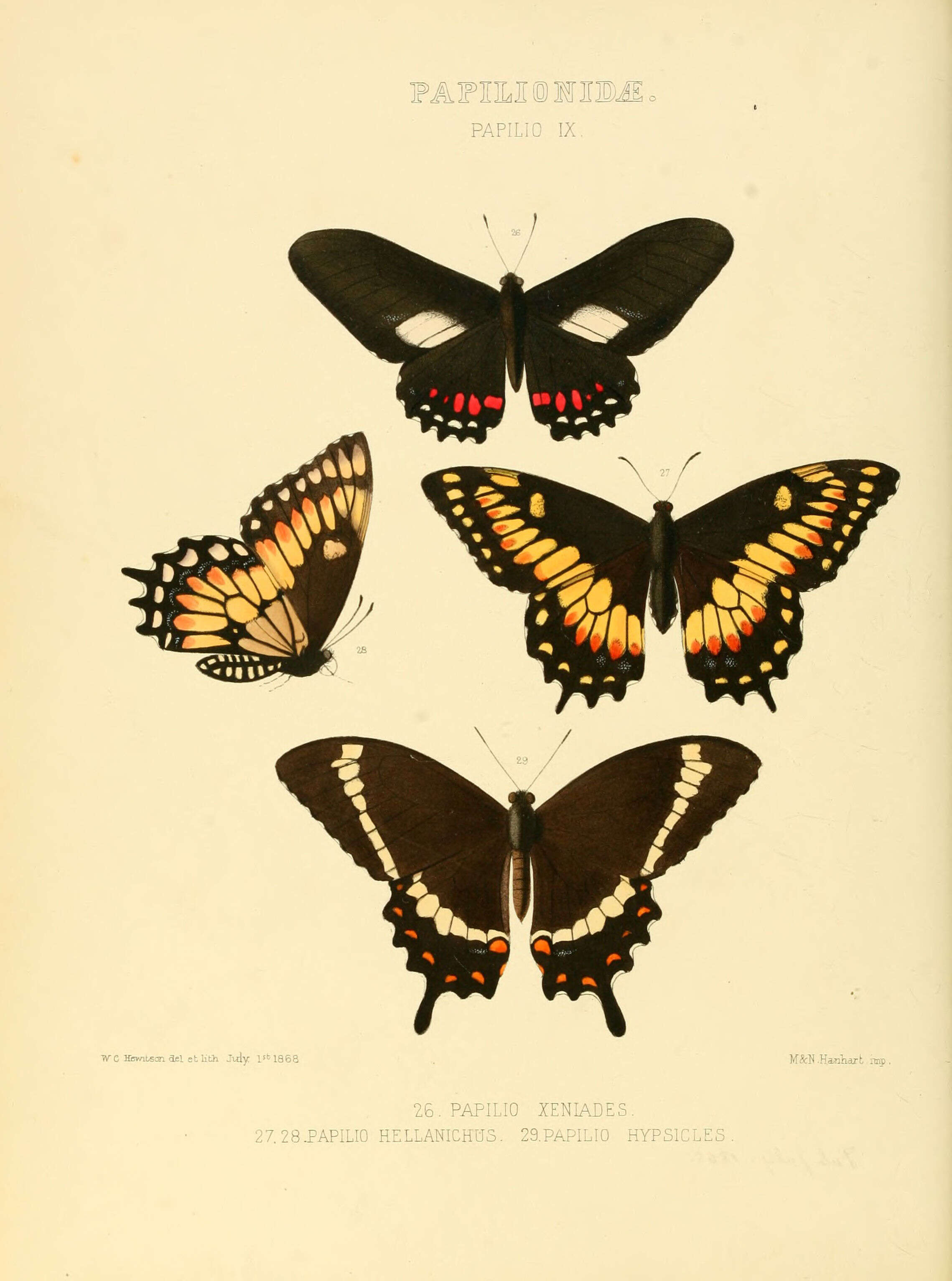 Image of Mimoides xeniades (Hewitson 1867)